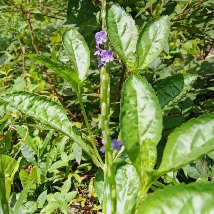 

daun pecut kuda/daun jarong obat herbal alami berat 250 gram