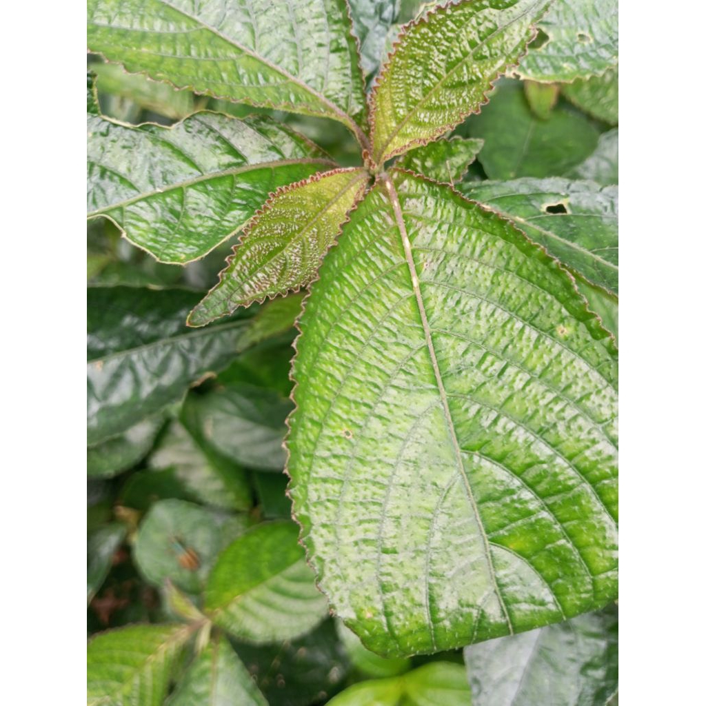 

daun keji beling/pecah beling segar 100 gram termurah