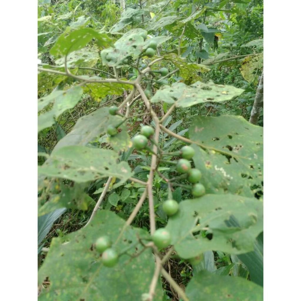 

250g Takokak Tekokak Cepokak