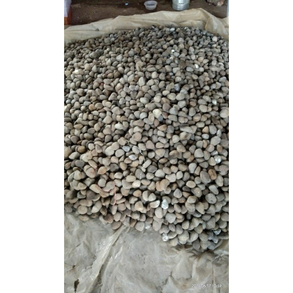 

picung/kluwek 250 gr