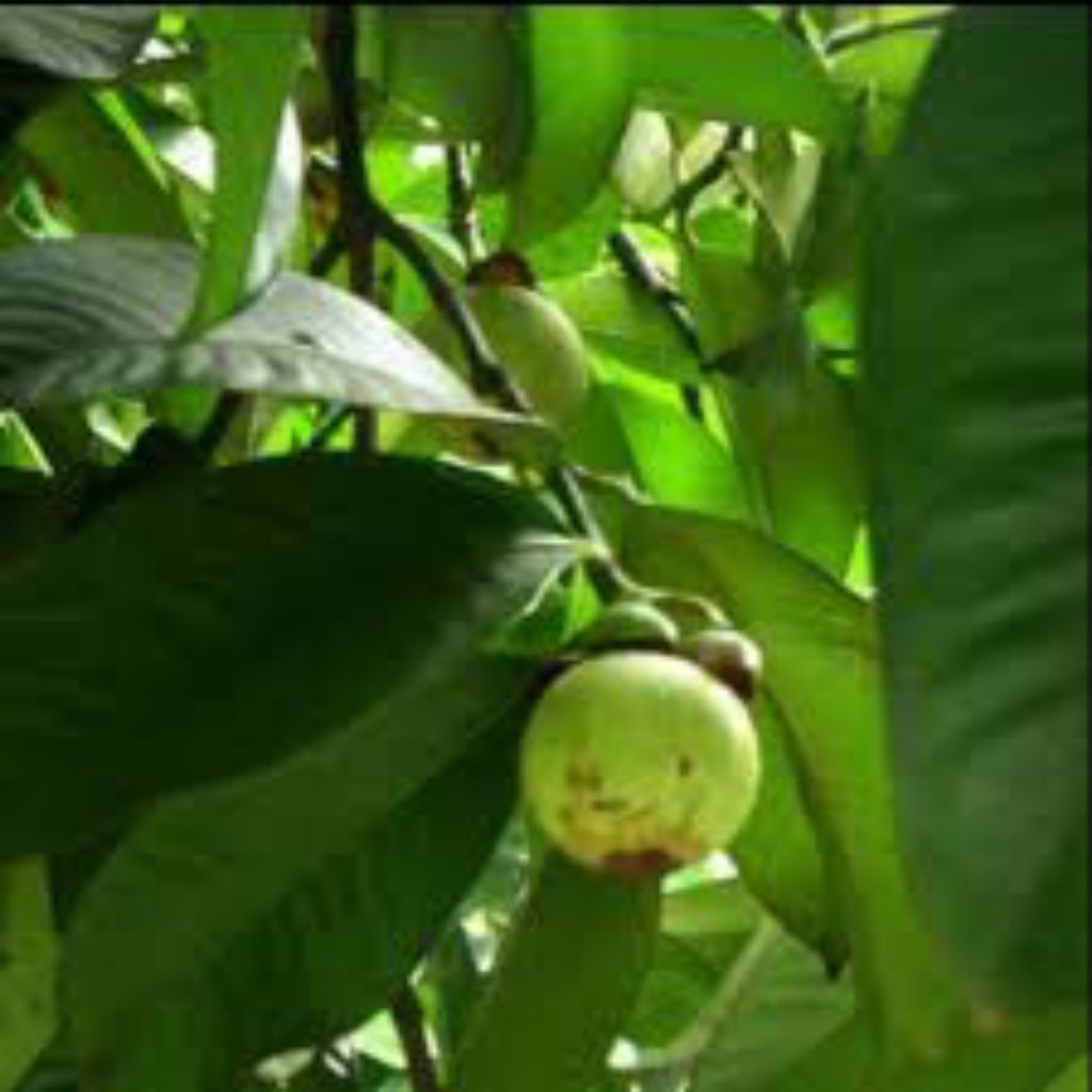 

Daun manggis segar fresh 50 lembar obat herbal