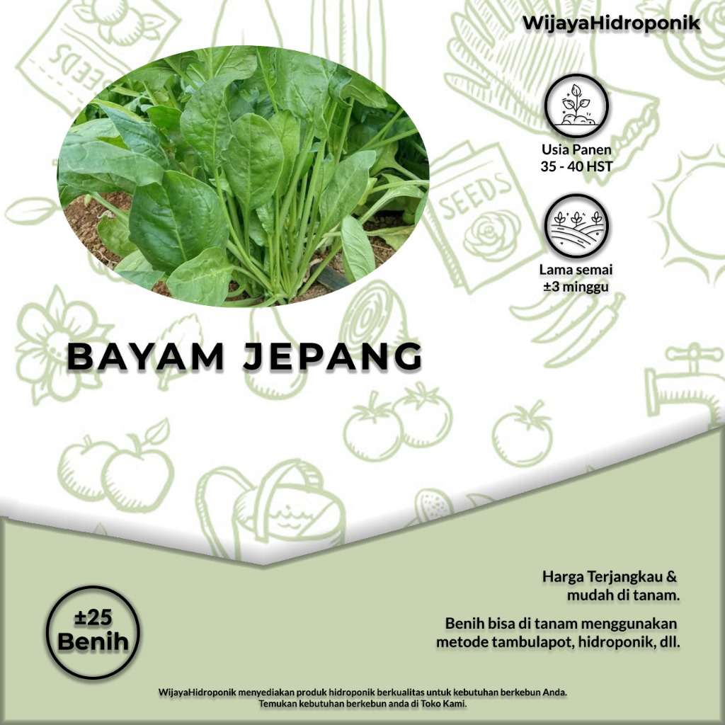 Benih Bayam Jepang - ±25 Benih