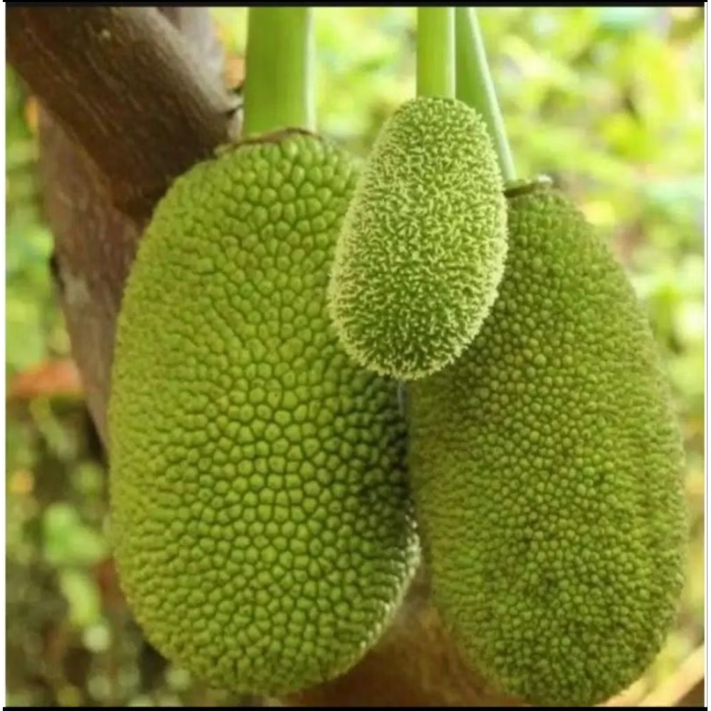

Buah nangka muda fresh segar