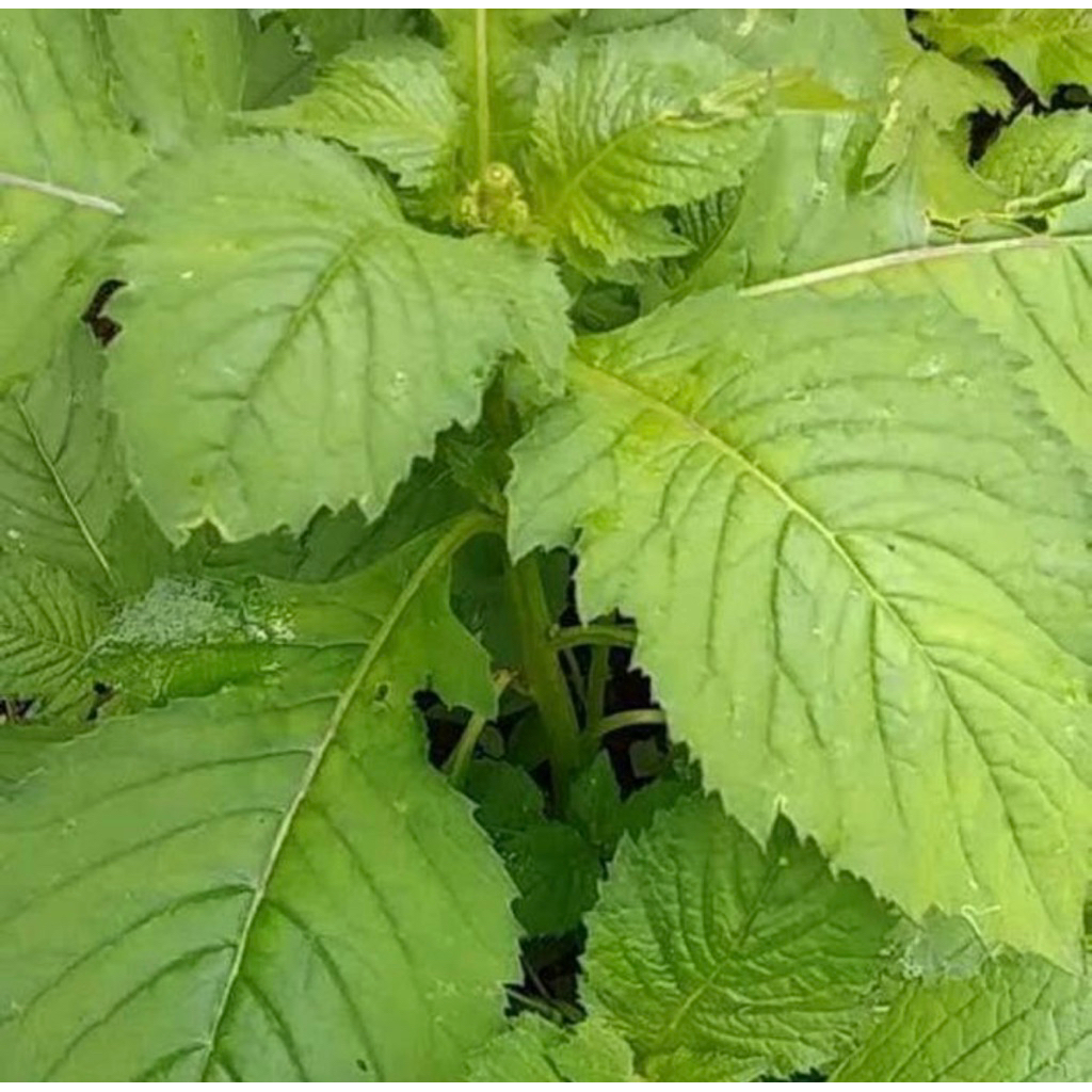 

Daun Sintrong Segar Langsung Jika order-isi 1 ikat