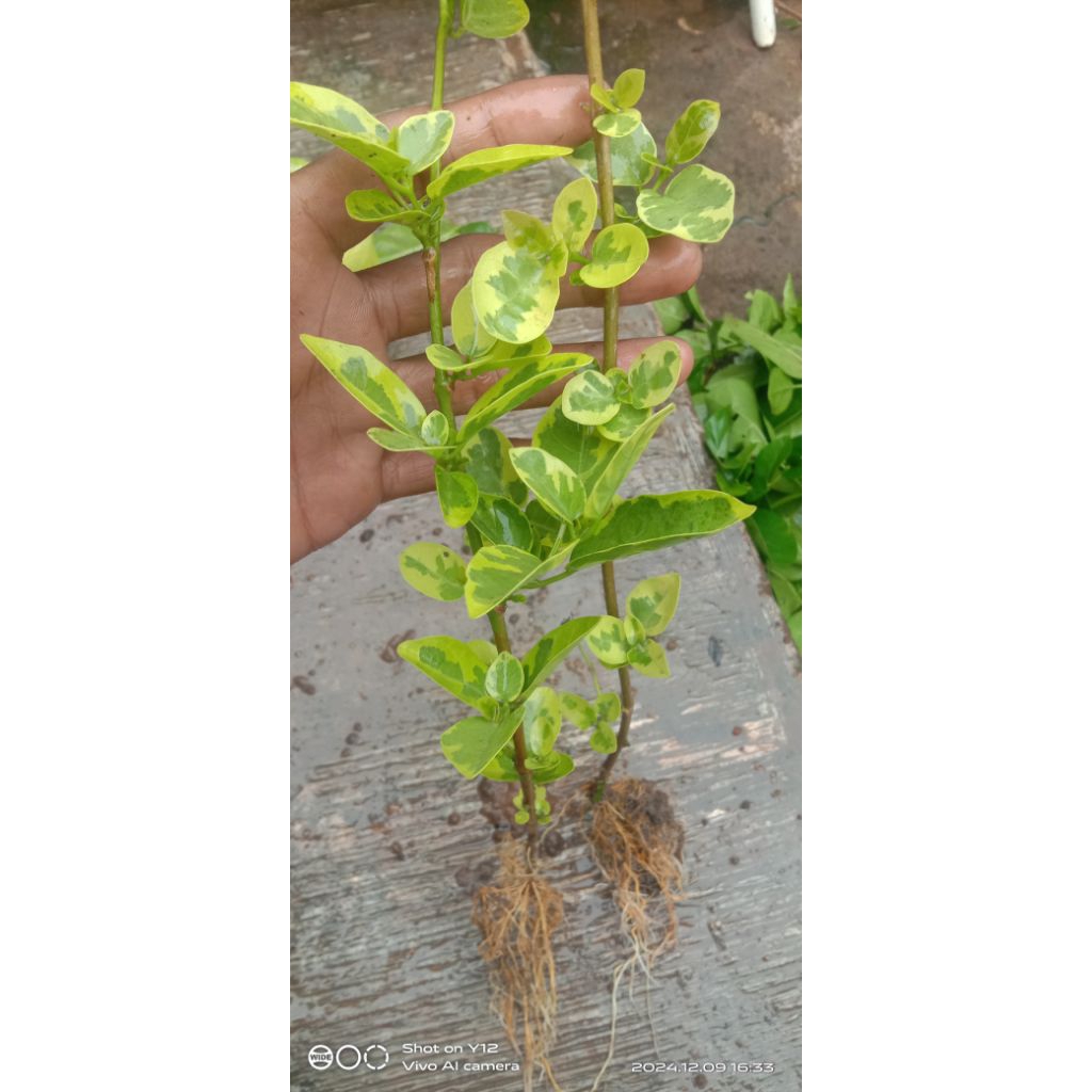 Bibit Sancang varigata golden 30-35cm