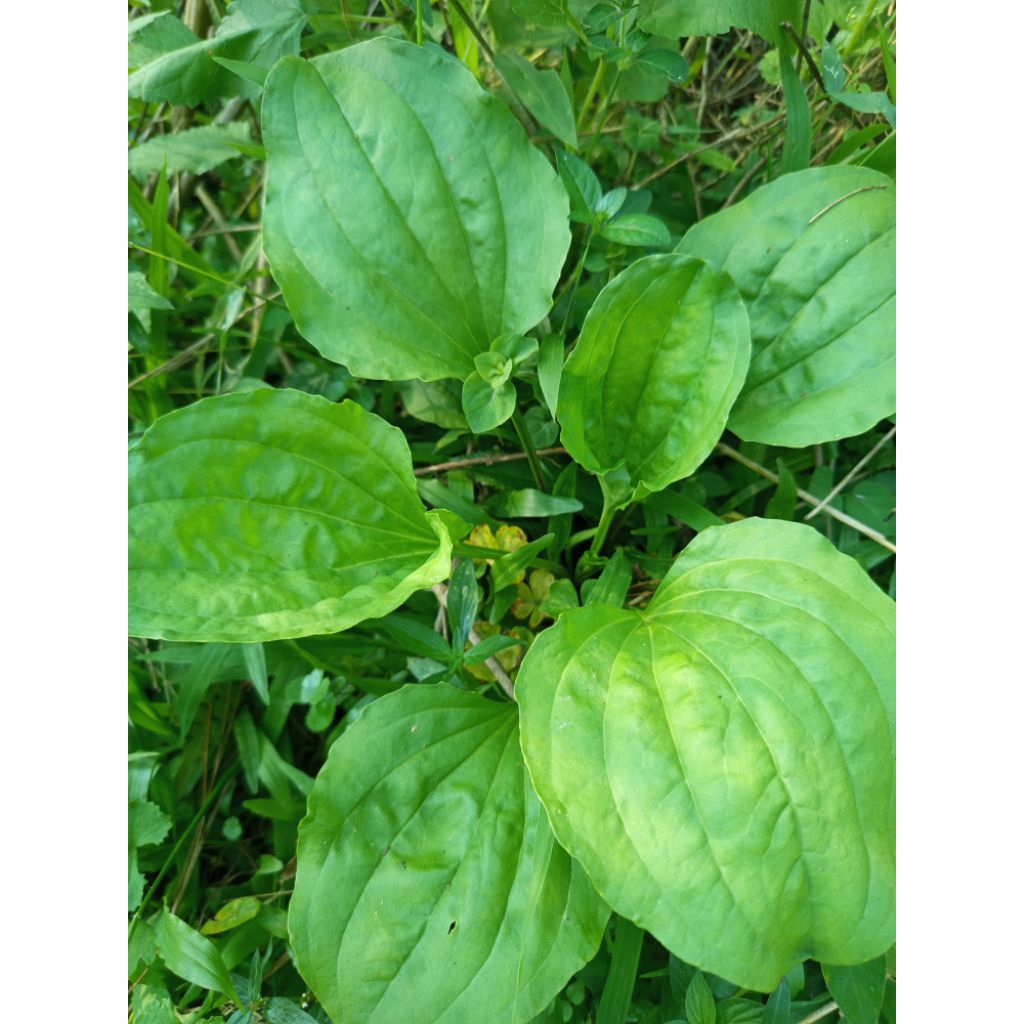 

Dual Daun SENDOK Ki Urat Bersih Segar 1kg