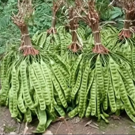 

Petei super per papan