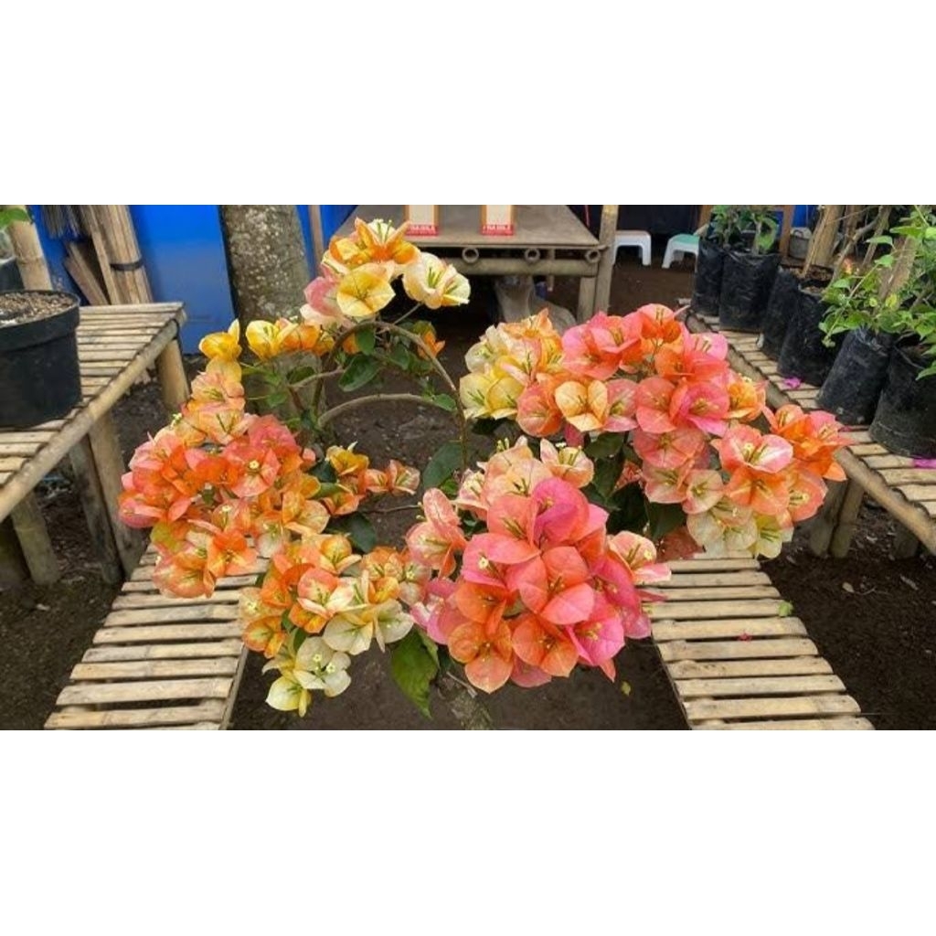 Bugenvil ID Sufia India sudah berakar