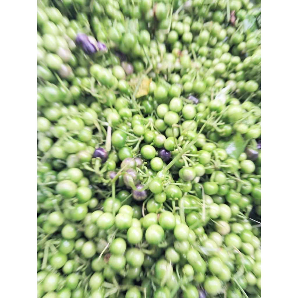 

jual buah lenca sayur segar 1kg petik dadakan