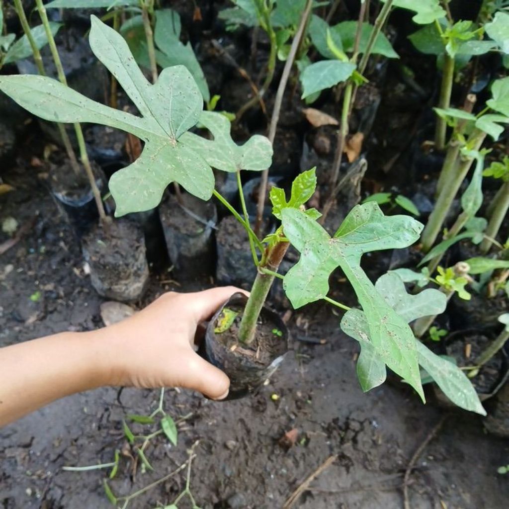 Tanaman Singkong Papua