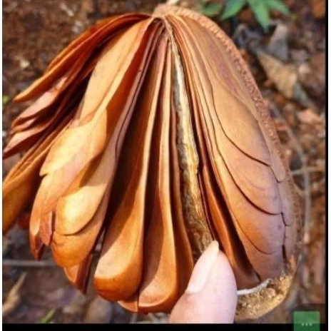 

biji mahoni kering, xiang tian xuo, sky fruits 100 gram