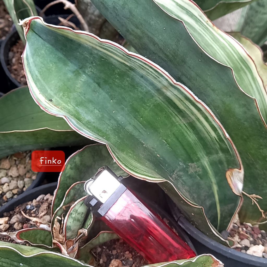 sansevieria sp. harare/black dragon variegata