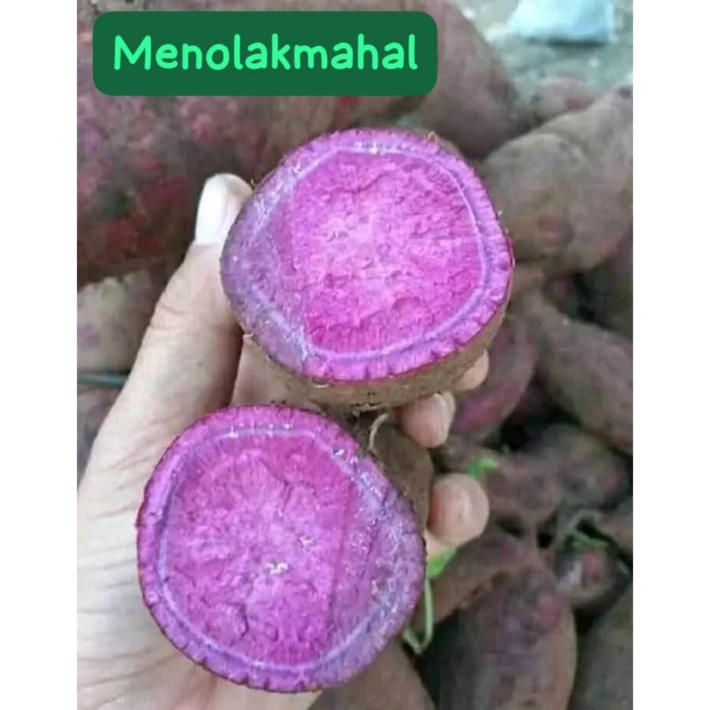 

Promo Murah 1KG [ COD ] Ubi Ungu Manis