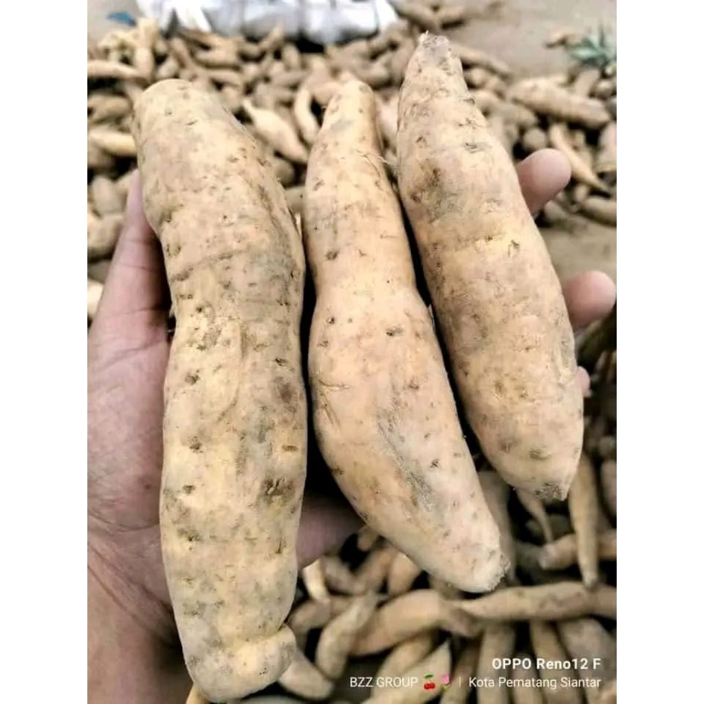 

Promo Termurah [ COD ] 1Kg Ubi Cilembu Mentah Legit Manis