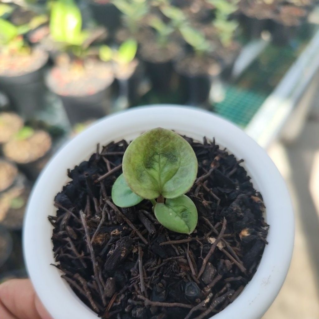 jemani mangkok pink & mutasi obor black pink