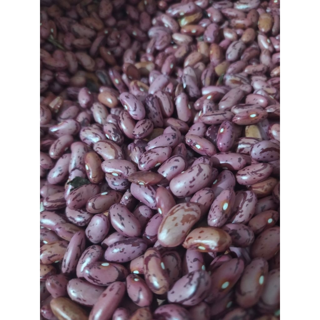 

Kacang Merah Kacang Joglo Kering 1Kg
