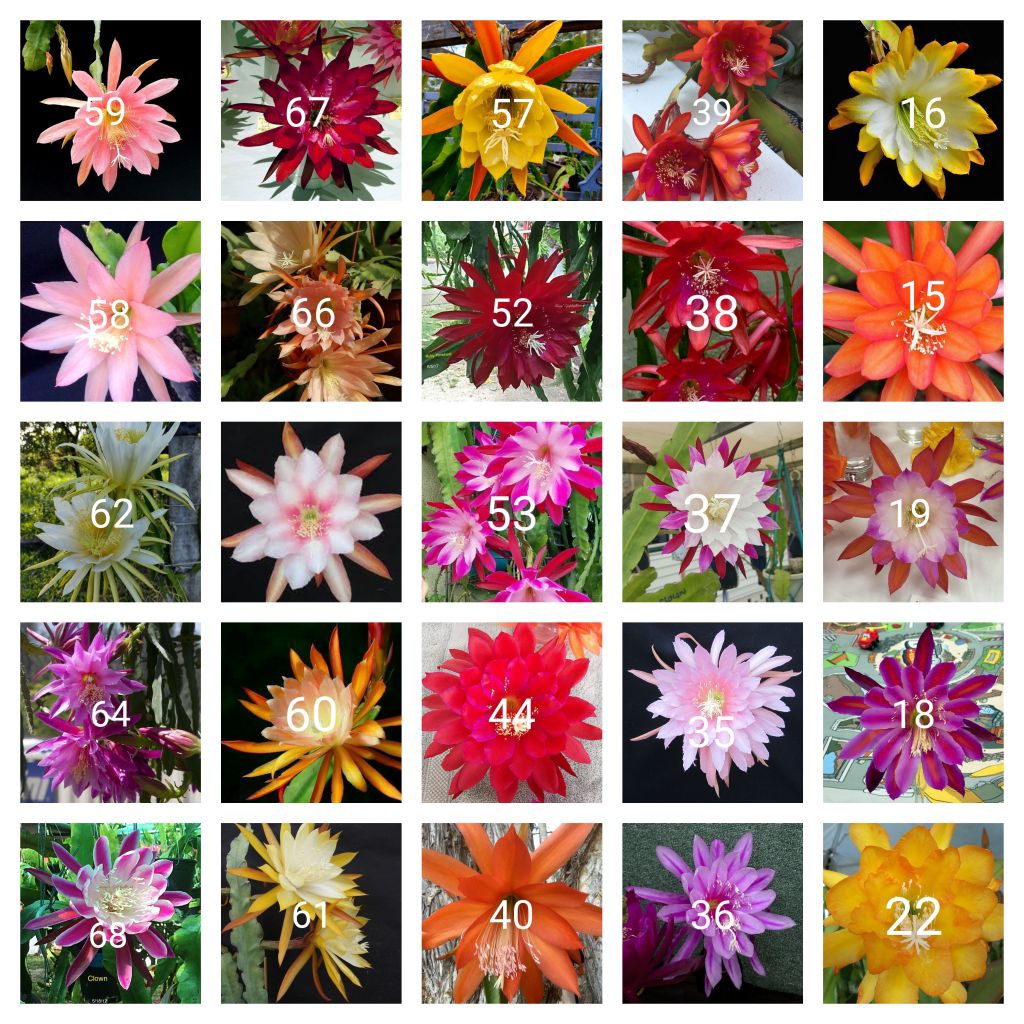 Tanaman hias gantung Wijaya kusuma paket 25 jenis macam bunga