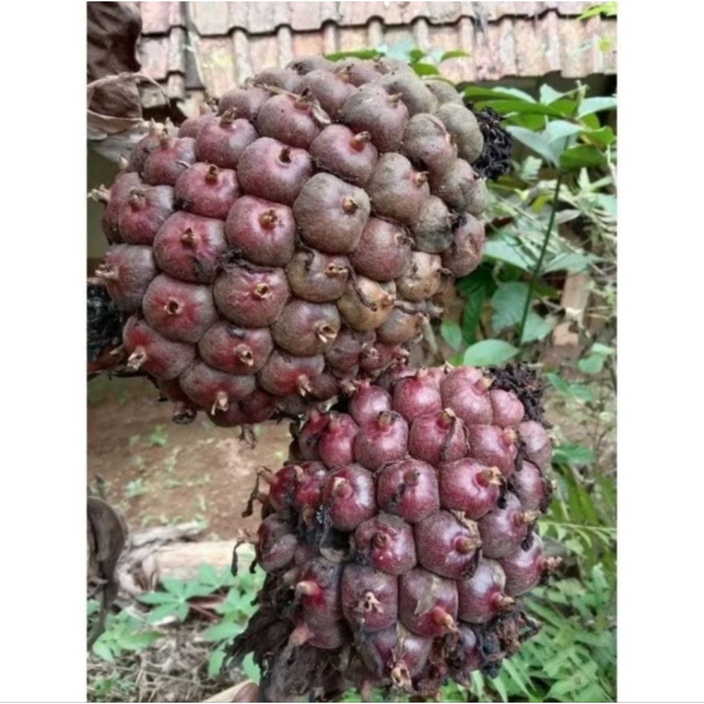 

buah honje laka segar 1kg