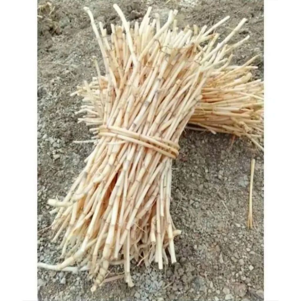 

Akar Alang-Alang Segar 1kg– Siap Rebus