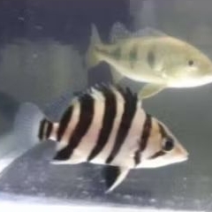 Datz Tiger Fish 4Bar Size 5-6Cm Tankmate Hiasan Aquarium Predator
