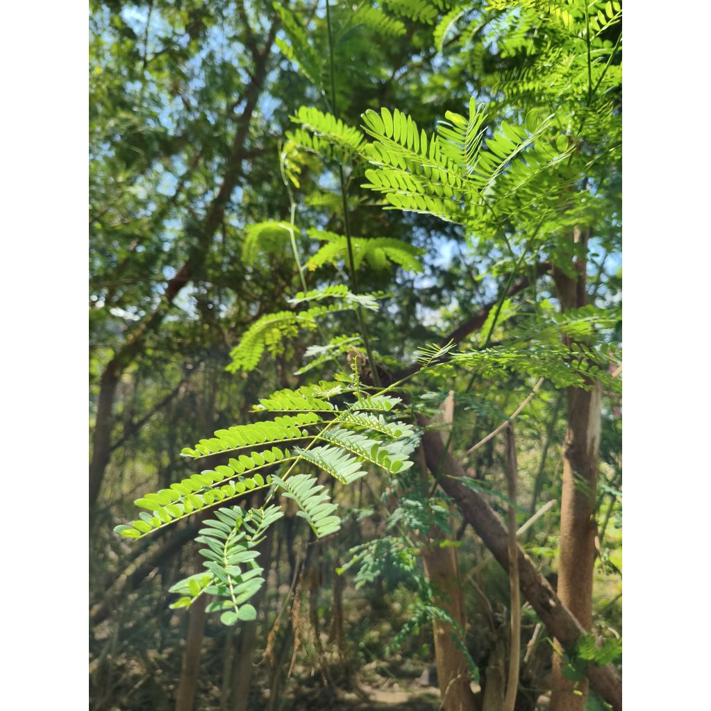 

Daun Petai Cina Segar Herbal alami untuk kesehatan per 100 Gram