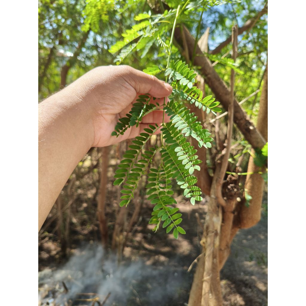 

Daun Petai Pete Cina Segar 100 Gram Dipetik saat ada order, Herbal alami untuk kesehatan