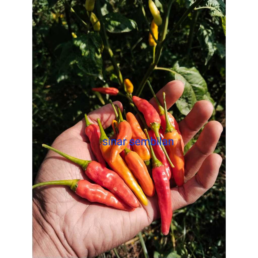 

Cabai Rawit merah ORI 212 Fresh Langsung dari ladang ,Cabe rawit pedas , Lombok Rawit , Lombok kecil , Cabe kecil