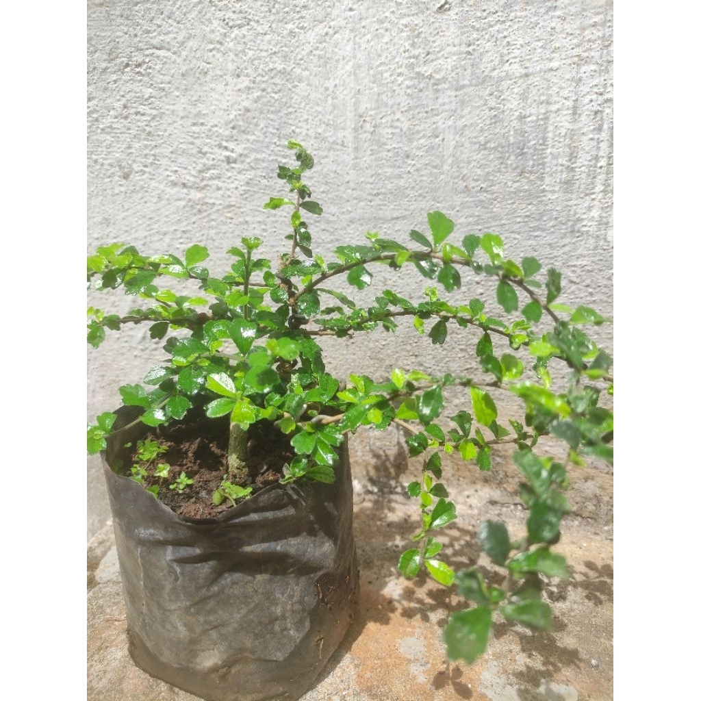 BONSAI HOKIANTEA