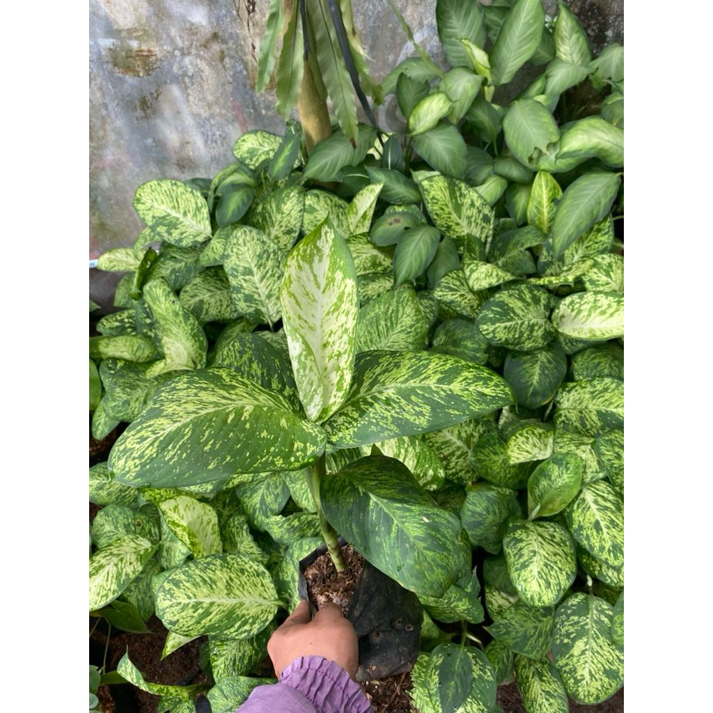 TANAMAN HIAS DIVEN CANDI