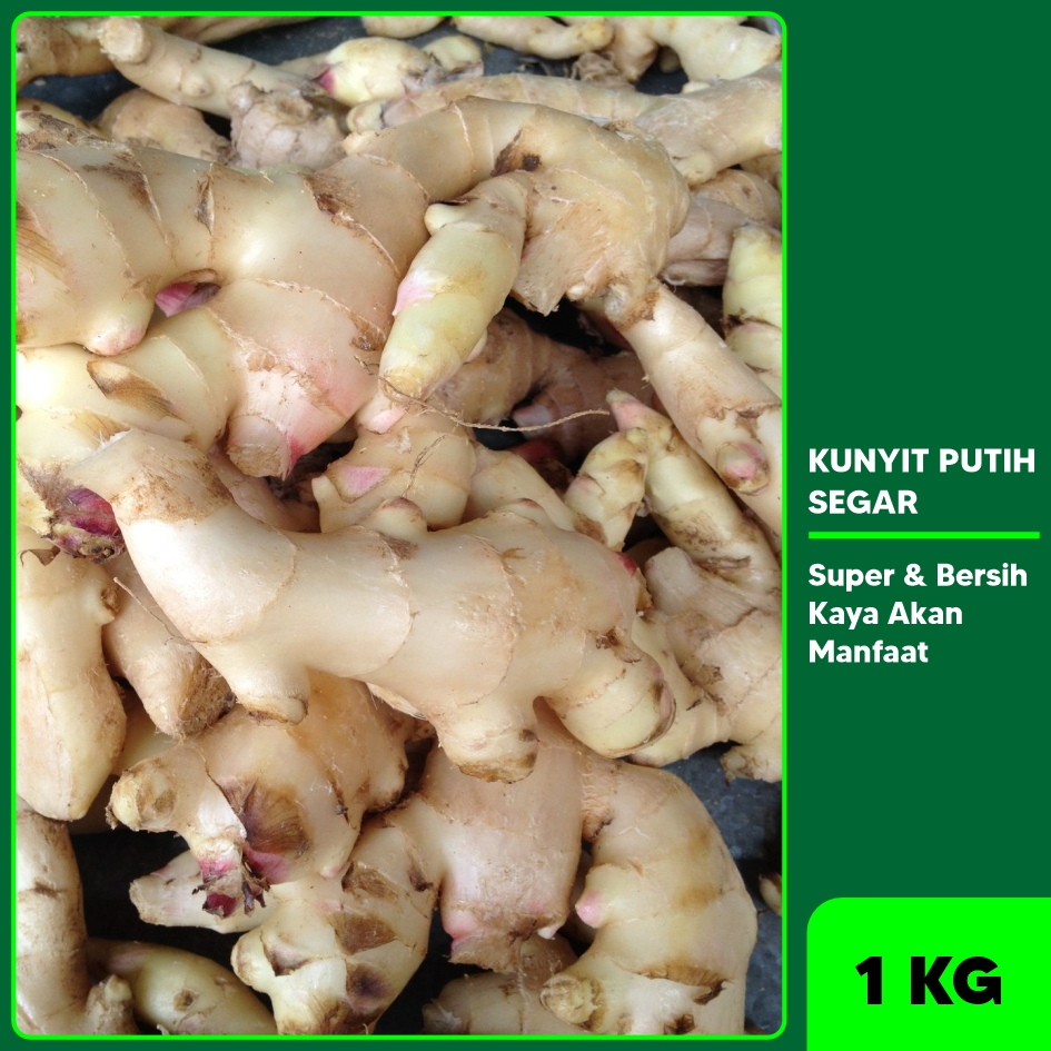 

Kunir Putih Kunyit Putih Segar 1 Kg
