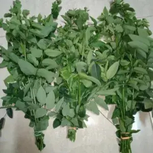 

Daun Katuk - per Ikat