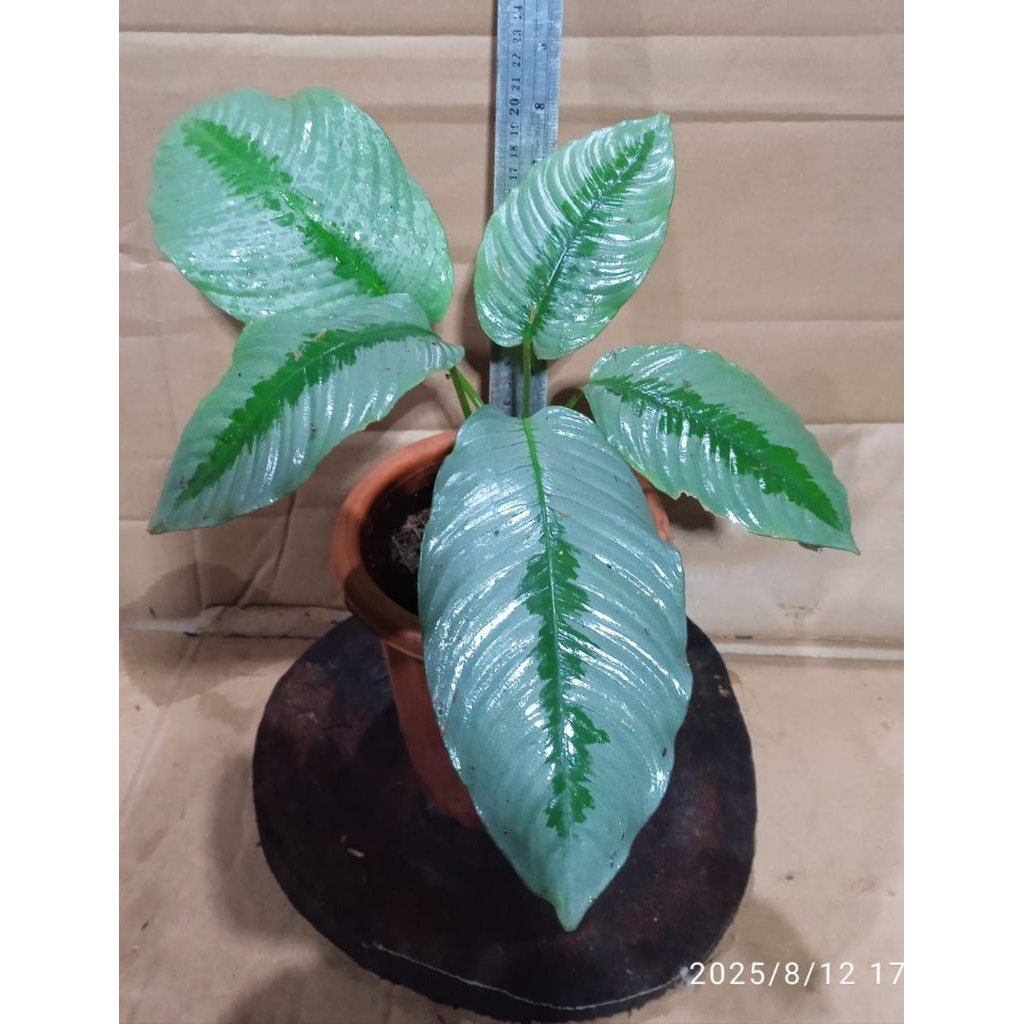 homalomena sp. kalimantan