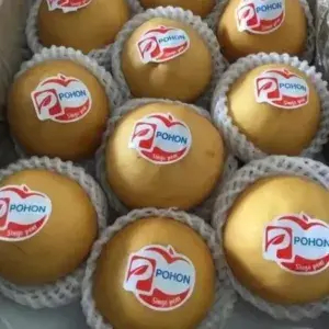 

Pear Singo Cina / Singo pear Pohon Per 1 Buah