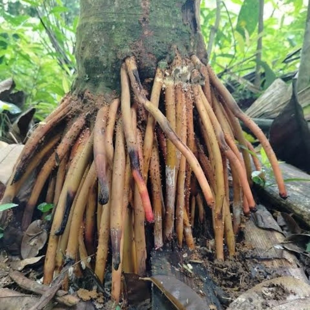 

Akar Pohon Pinang Segar - Akar Buah Pinang Bahan Jambu Tradisional 500 Grm