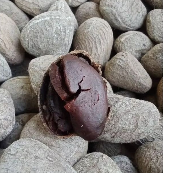 

Pucung Kluwek 1 Kg Premium Super Garansi Warna Hitam