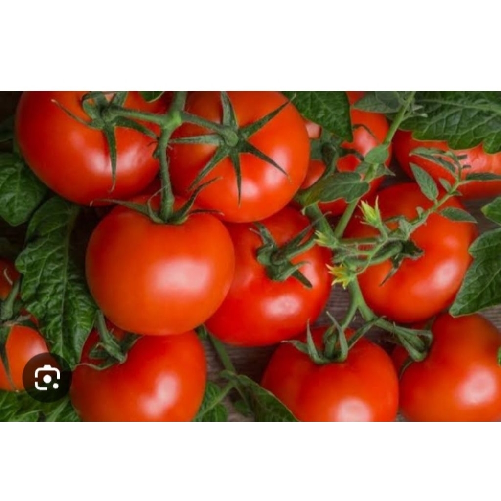 

500g tomat merah sayur