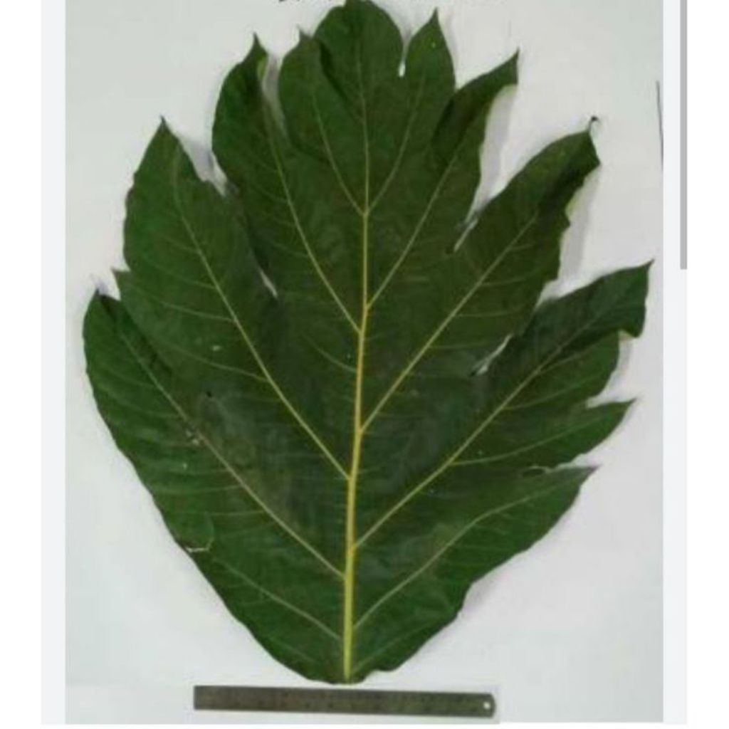 

daun kluwih herbal menurunkan gula darah dan kolestrol | murah meriah | herbal tradisional | produk berkualitas