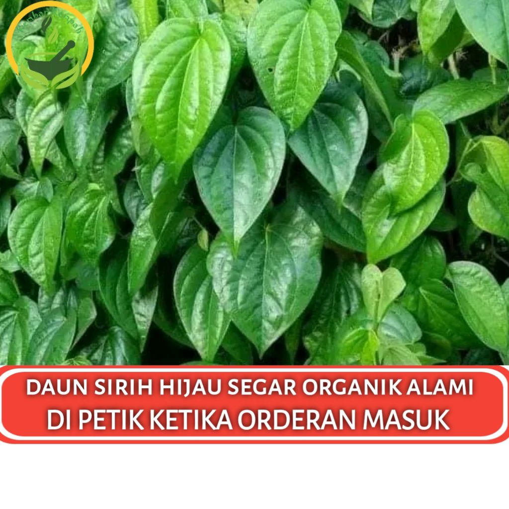 

Daun Sirih Hijau Segar Organik