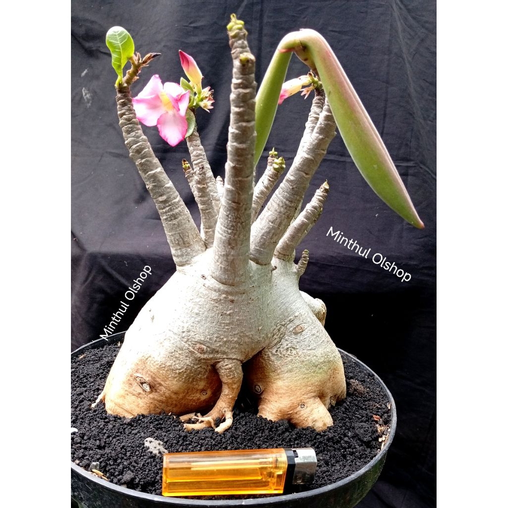 Indukan adenium arabicum karakter hybrid size jumbo real pict