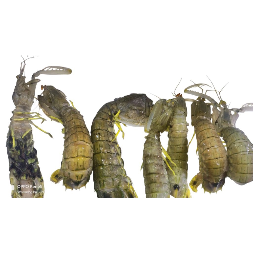 

udang ronggeng udang cakrek segar udang pletok 1kg