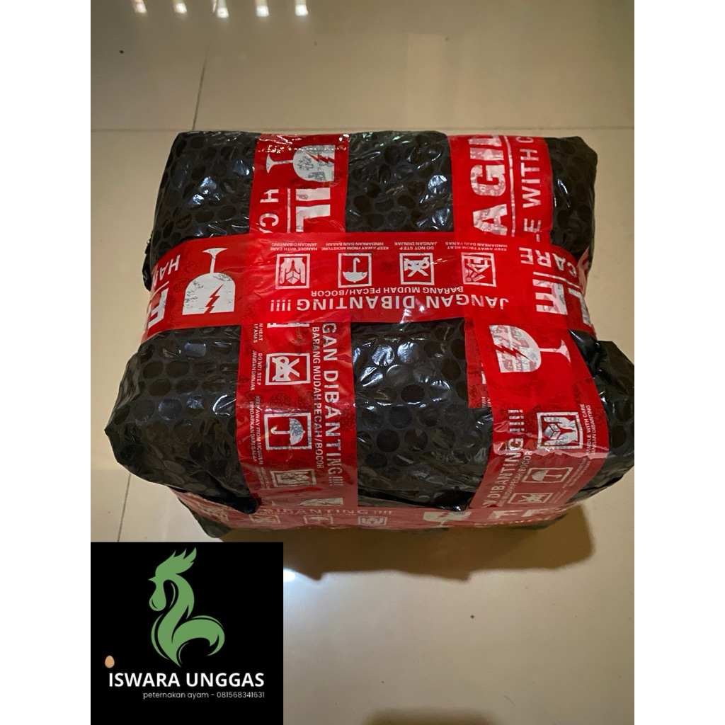 

telur tetas/fertil ayam kampung petelur (jantan brown leghornxsasso x betina uraba)