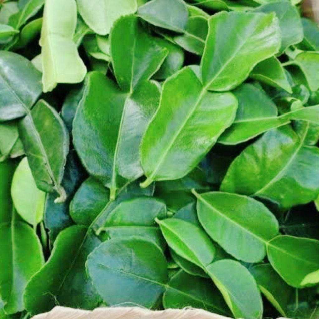 

jeruk purut daun jeruk purut segar fresh bumbu dapur masak sedap alami petik kebun aroma khas 50 gr