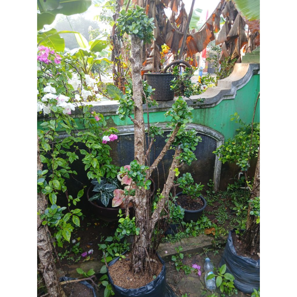 bonsai taman dolar mikro