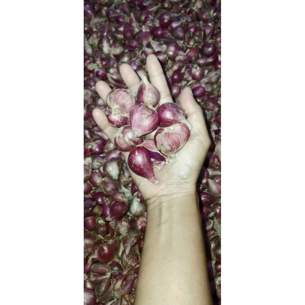 

BAWANG MERAH BREBES Asli BESAR KERING 500gr