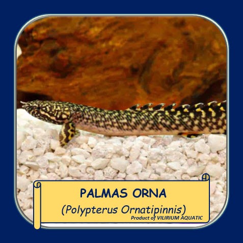 IKAN HIAS AIR TAWAR - PALMAS ORNA / ORNATE BICHIR / POLYPTERUS ORNATIPINNIS (IKAN PREDATOR)
