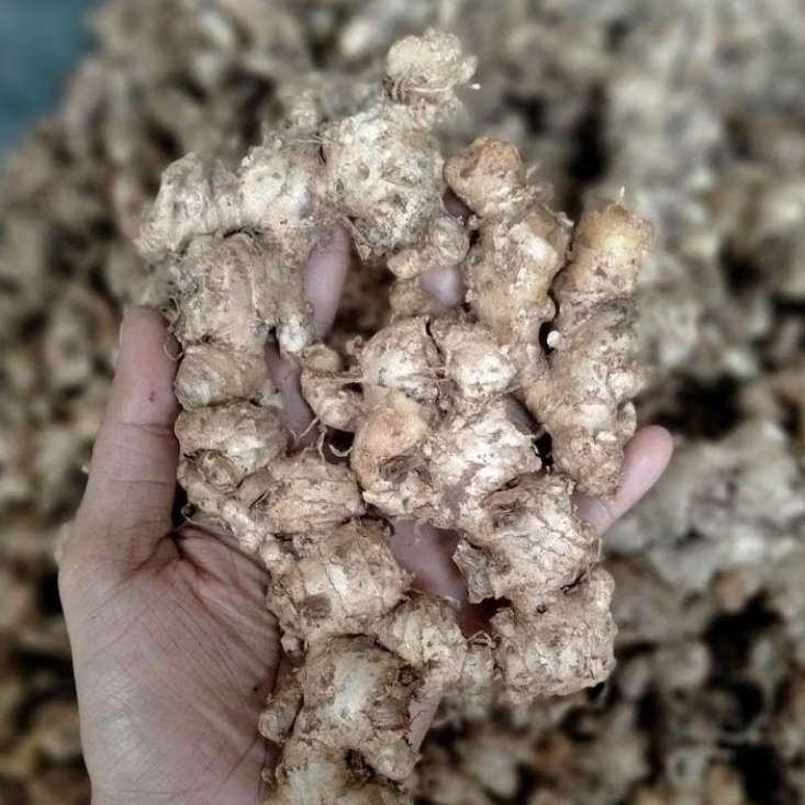 

sudah beresih jahe mprit segar 500 gram