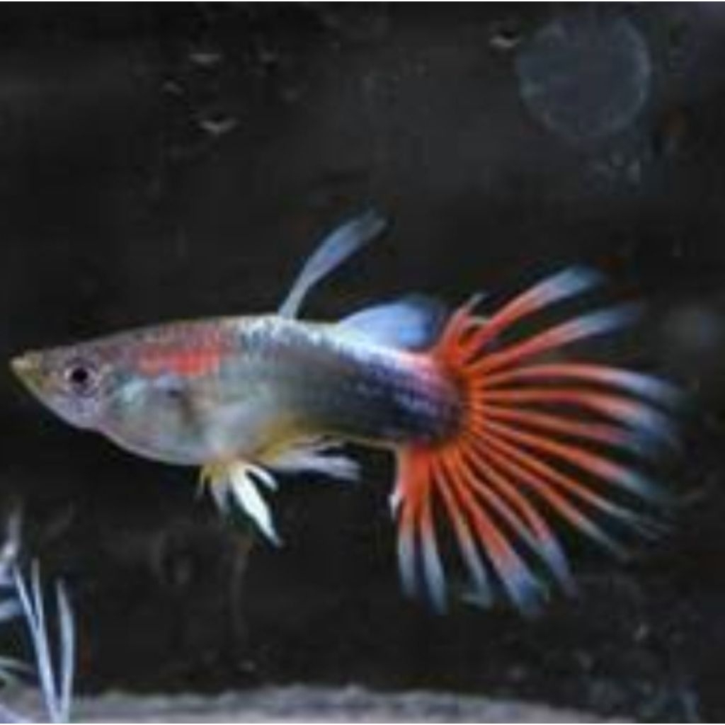 guppy crowntail