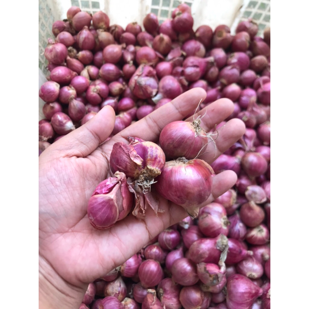 

BAWANG MERAH JAWA BESAR 1kg berkualitas full garansi murah