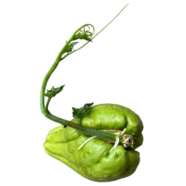 

Benih Labu Siam Jipang Jumbo – Cepat Berbuah, Panen Rutin”