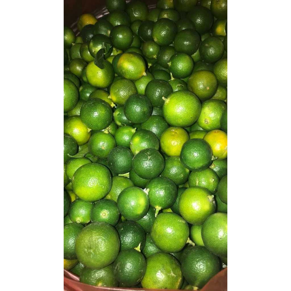 

TERMURAH 1 kg Sonkit / Jeruk Kasturi / Kalamansi / Lemon cui / Jeruk Kunci